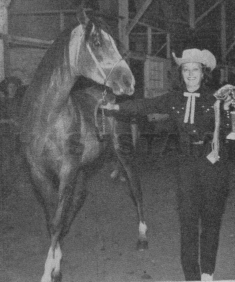Hanastra ox