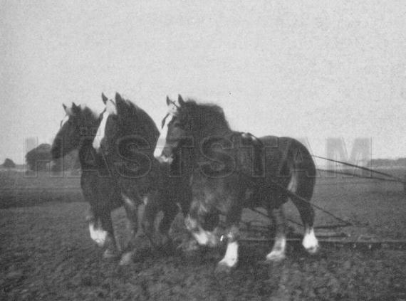 Amarant