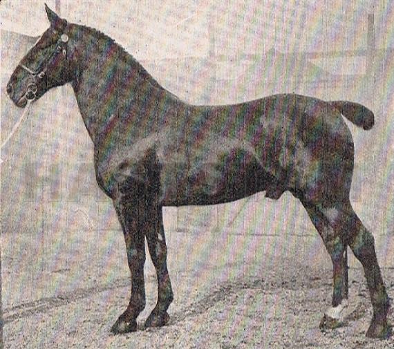 Heacham Marquis