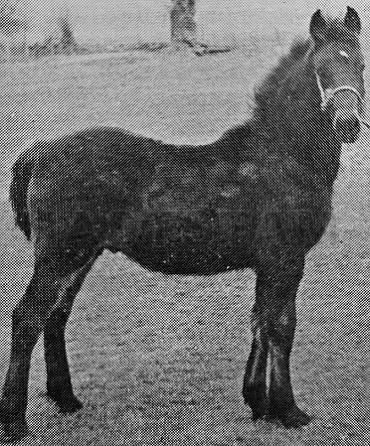 Llanarth Maldwyn ap Braint