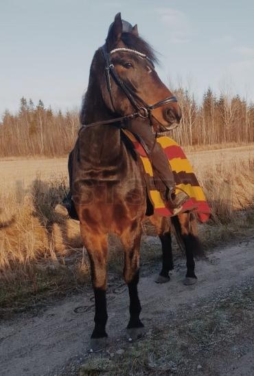 Liljegårdens Tristan