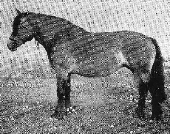 Varhild