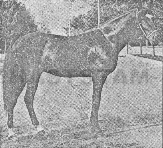 Junior Dan Patch (US)