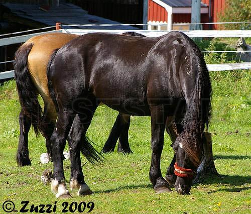 Farm Ärta