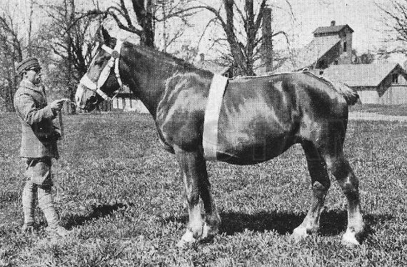 Stella