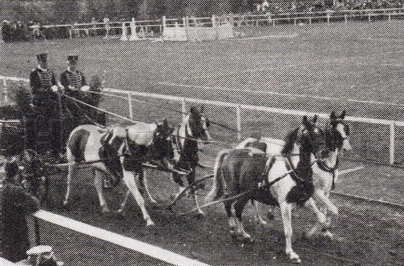 Hingst e. Gajo