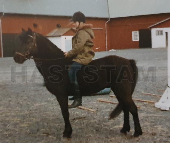 Horshaga Goldfalk