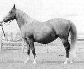 Silfretta ox