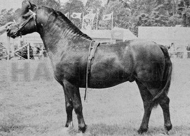 Menai Fury