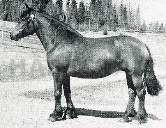 Åsa