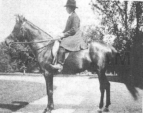 Sultana ox