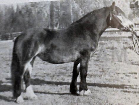 Holåkstjerna