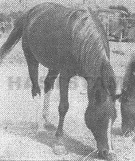 Hyra ox