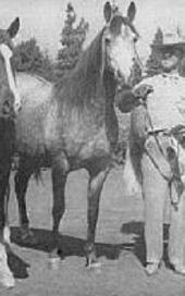 Rozan ox