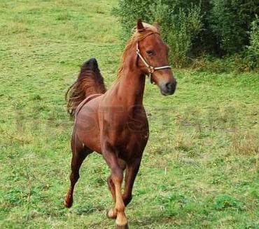 Fast Photo Sec (IT)