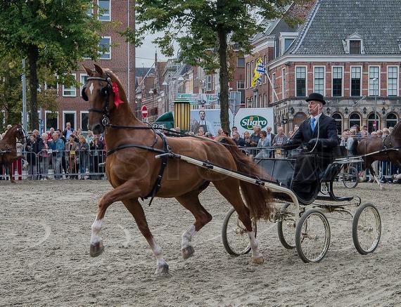 Wapenaar