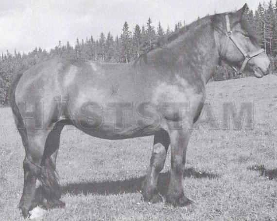 Dagmar