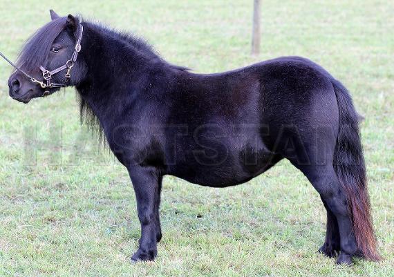 Fryebos Svea