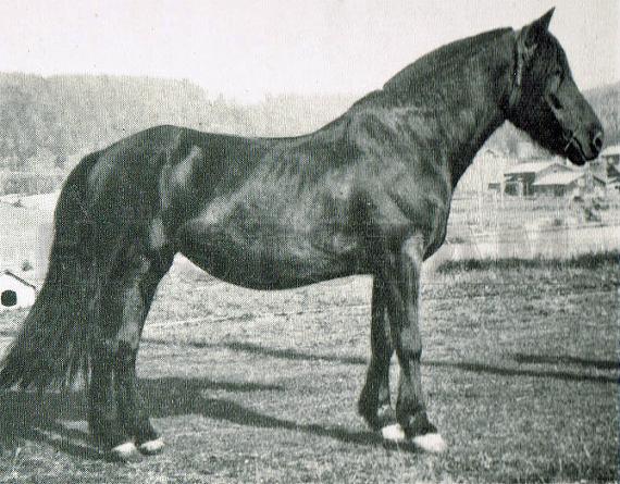 Heruna
