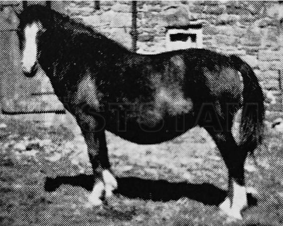 Bowdler Belle
