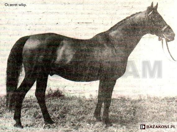Oczeret