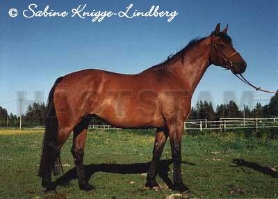 Lariza (F.2)