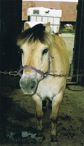 Tallbackens Cyrano
