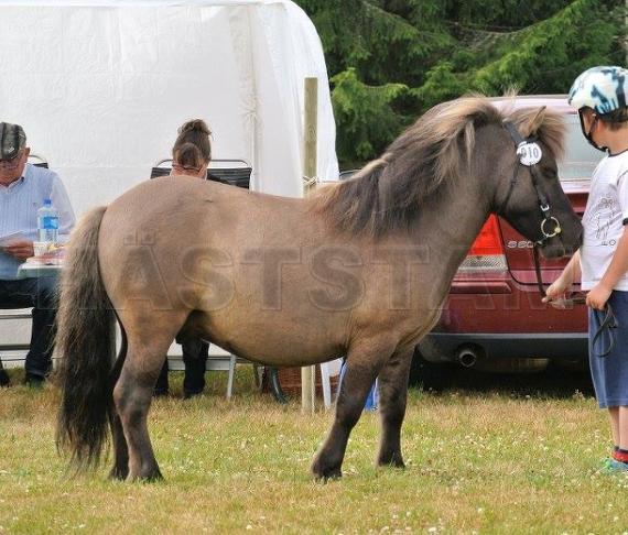 Ljungbackens Ewan
