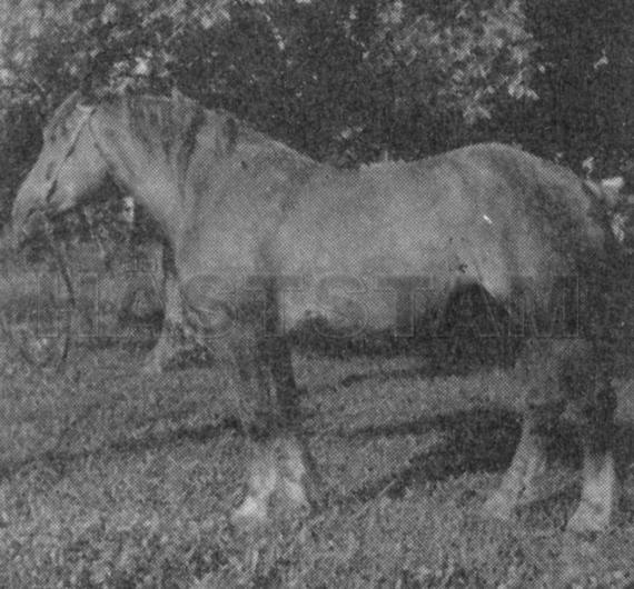 Ethel VII