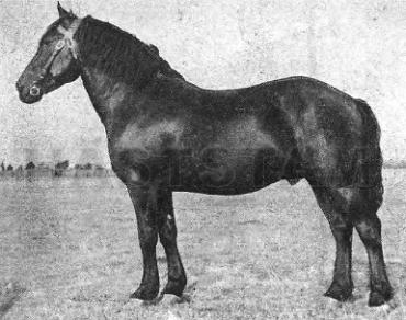 Pirn