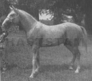 Jameel el Hirzez ox
