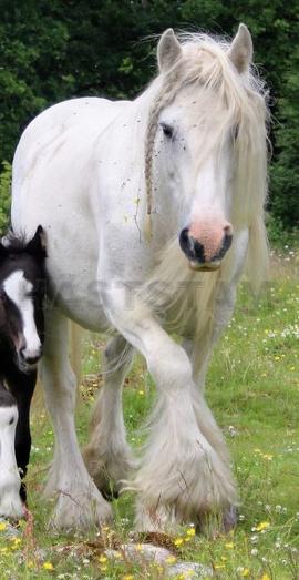 Withney of the Romany Horses