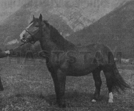 Alpgraf Nero