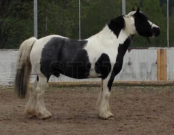 Krösas Lucky Luke