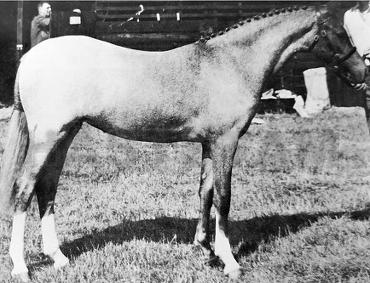 Towyvalley Sable