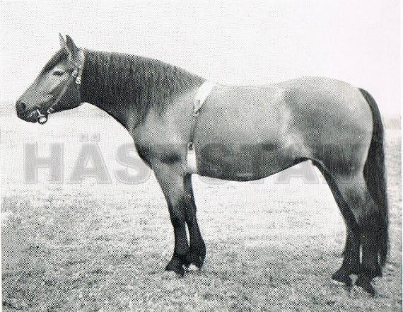Fatima