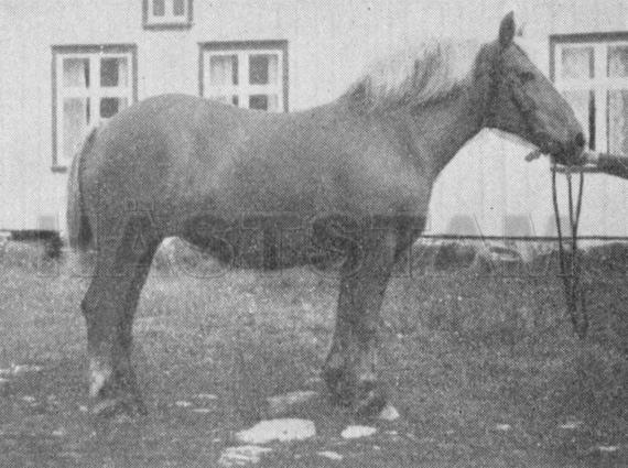 Lilja