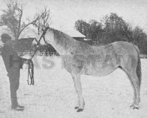 Zorza II