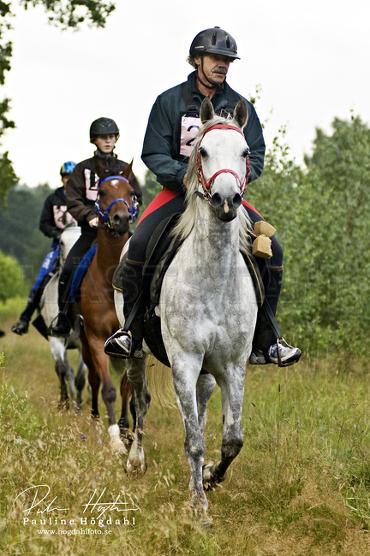 Royal Gaala ox