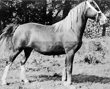 Tydi Rosina