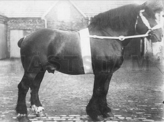 Roland von der Grossen Burg