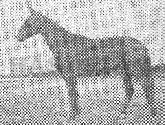 Hingst e. Centurio 306