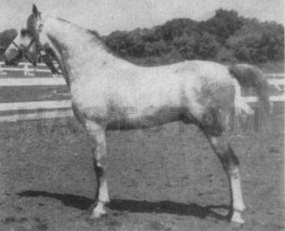 Gali-Karrah ox