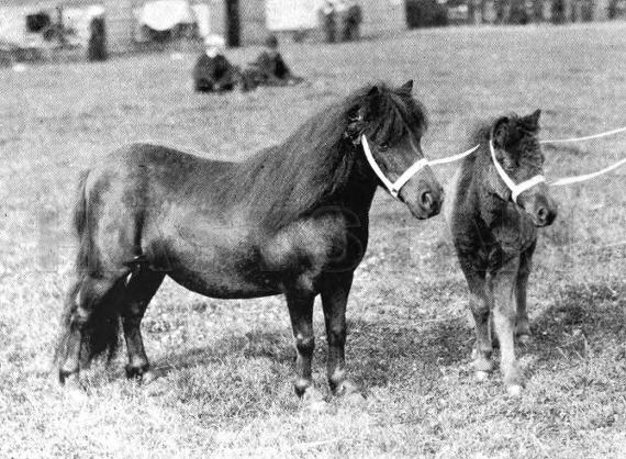 Princess of Wales
