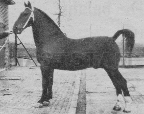 Olgraaf