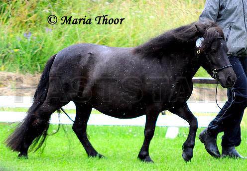 Sverkerstorps Beauty