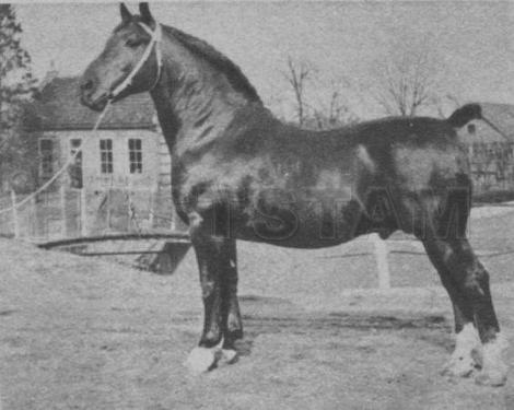 Tienko